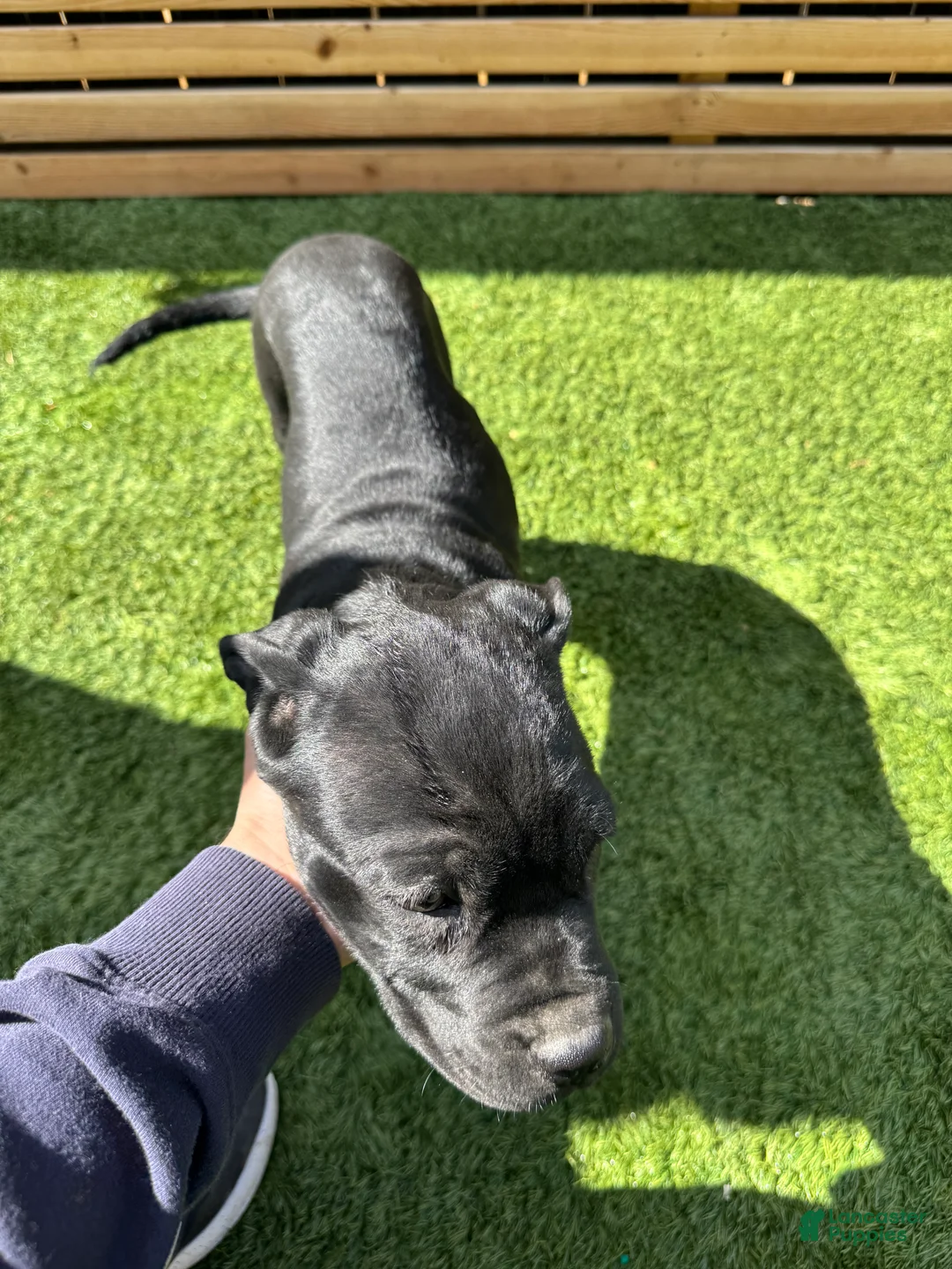 Cane Corso dogs for sale: Cane Corso Puppy 3 - Ad 5