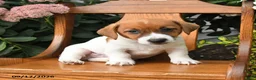 Jack Russell Terrier dogs for sale: Milo - Ad 5