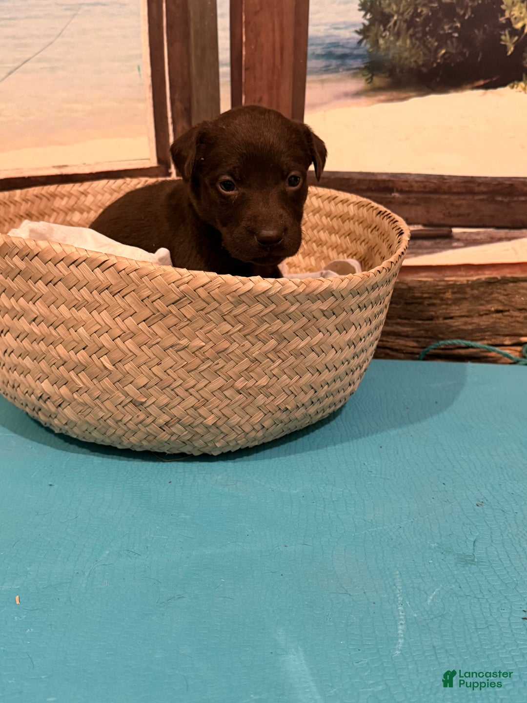 Labrador Retriever dogs for sale: Labrador Retriever CAPTIVA - Ad 1