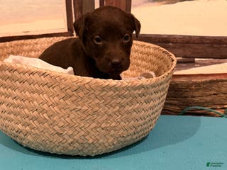 Labrador Retriever dogs Labrador Retriever CAPTIVA - Ad 10