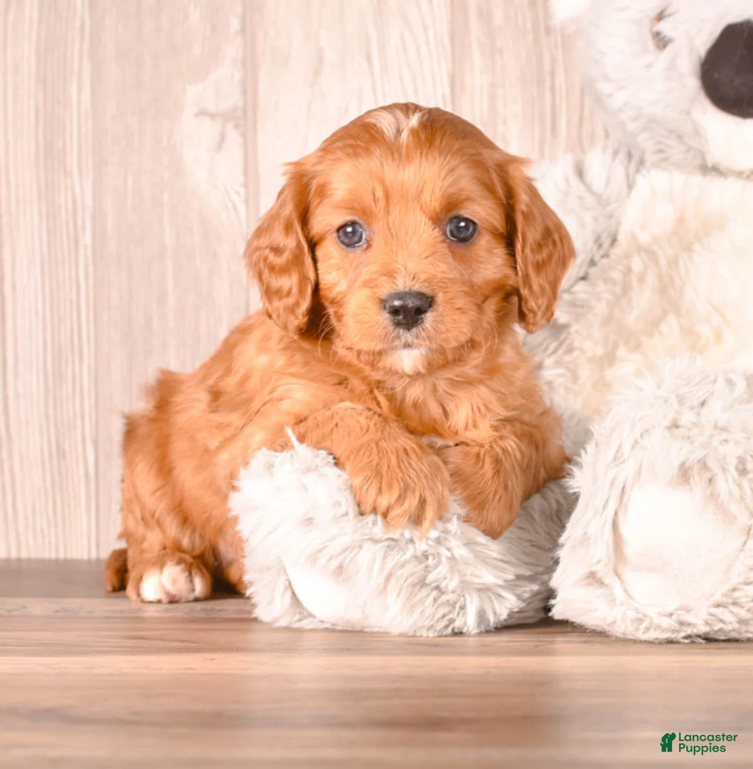 Cavapoo dogs for sale: FUZZY - Ad 1