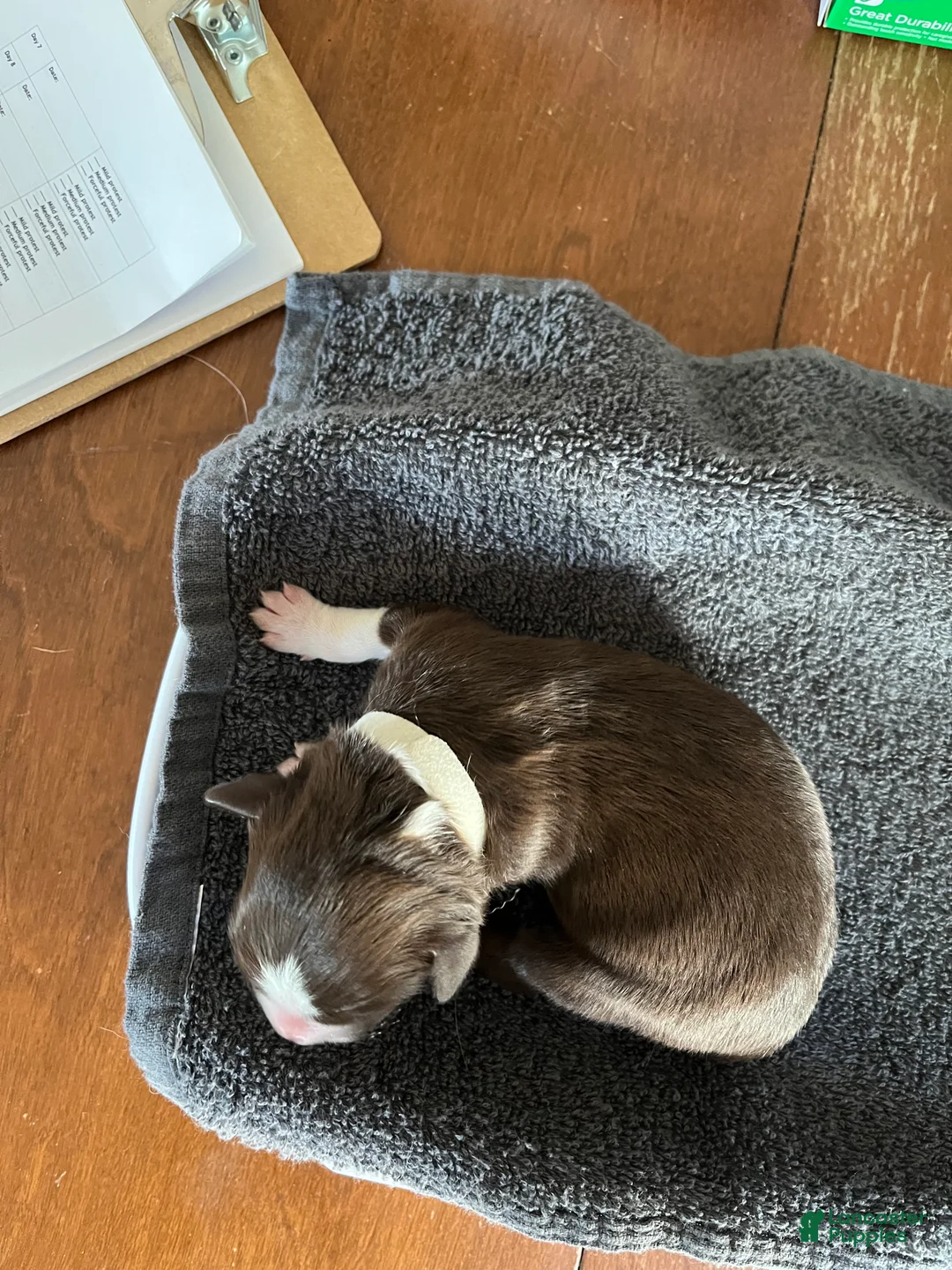 Australian Shepherd dogs for sale: Fern (White) - Ad 2