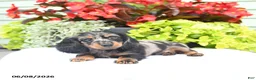 Miniature Dachshund dogs for sale: Orbit - Ad 4