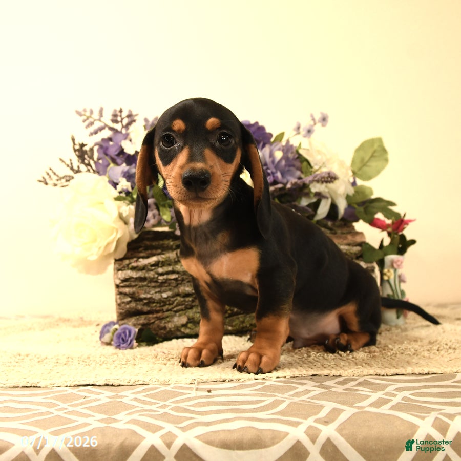 Miniature Dachshund dogs Rosey - Ad 1