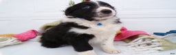 Border Collie dogs for sale: Border Collie Puppy 5 Rolly - Ad 3