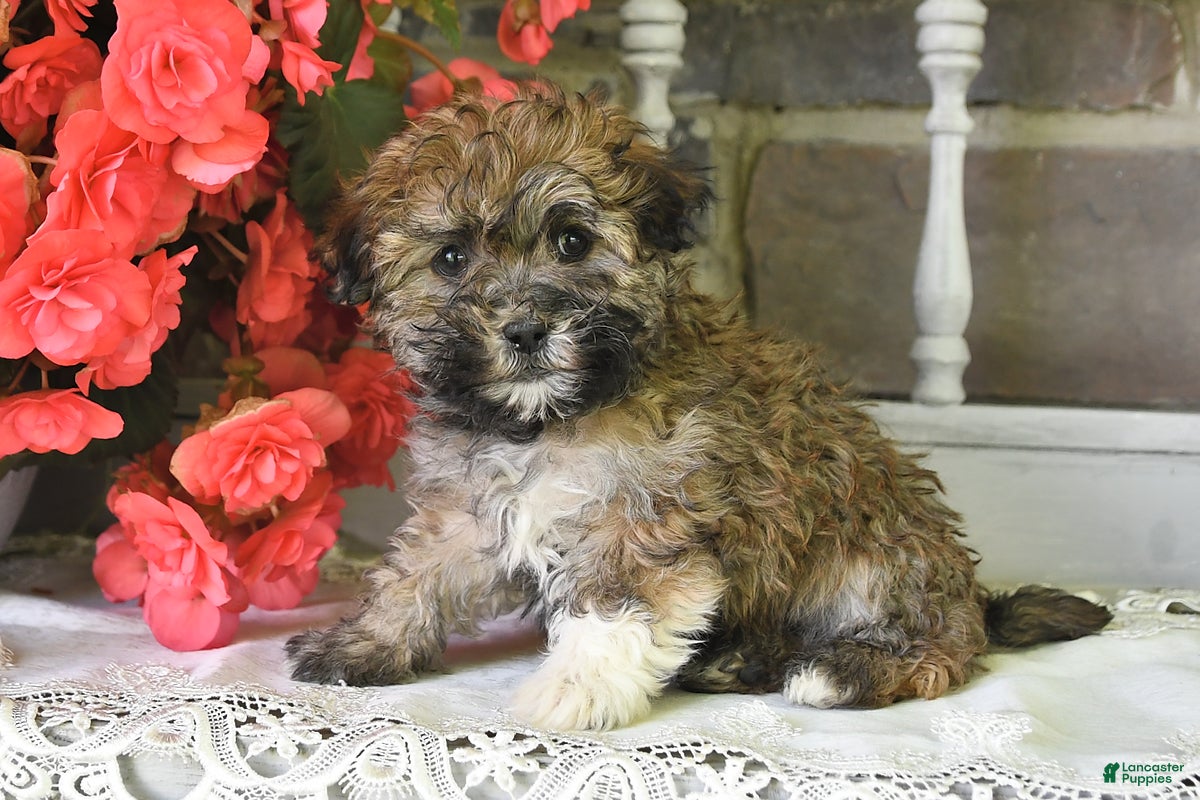 Havanese dogs Rover - Ad 1