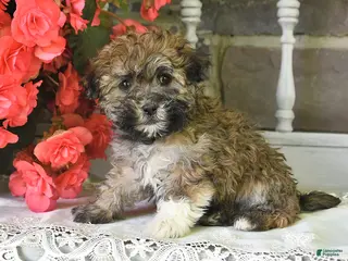 Havanese dogs for sale: Rover - Ad 1