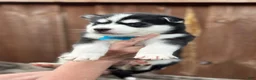 Pomsky dogs for sale: Hemlock - Ad 2