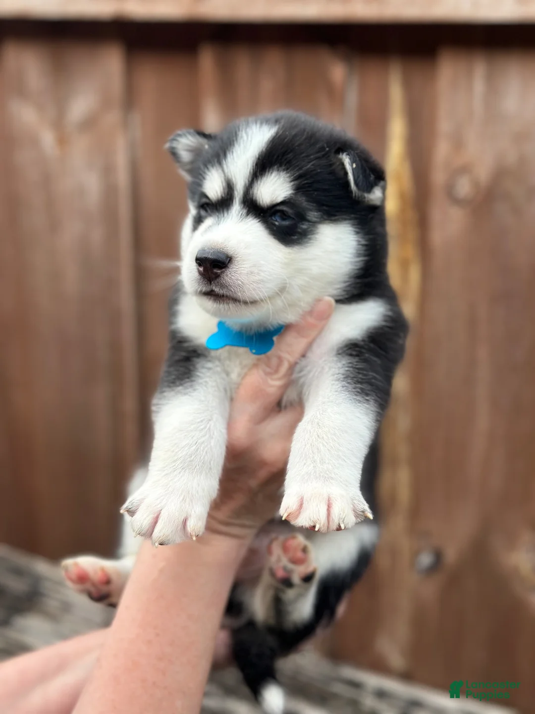 Pomsky dogs for sale: Hemlock - Ad 2