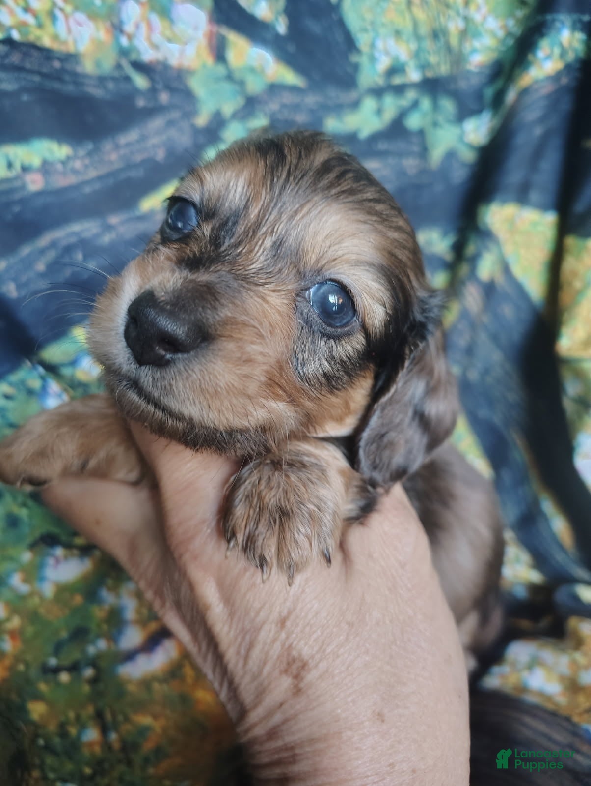 Miniature Dachshund dogs Boy - Ad 2
