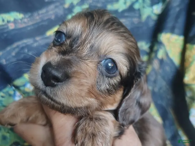 Miniature Dachshund dogs for sale: Boy - Ad 2