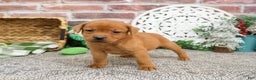 Labrador Retriever dogs for sale: Phoenix  - Ad 3