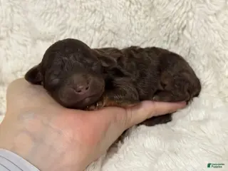 Toy Poodle dogs Lucky - Ad 39