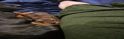 Miniature Dachshund dogs for sale: Miniature Dachshund 3 - Ad 6
