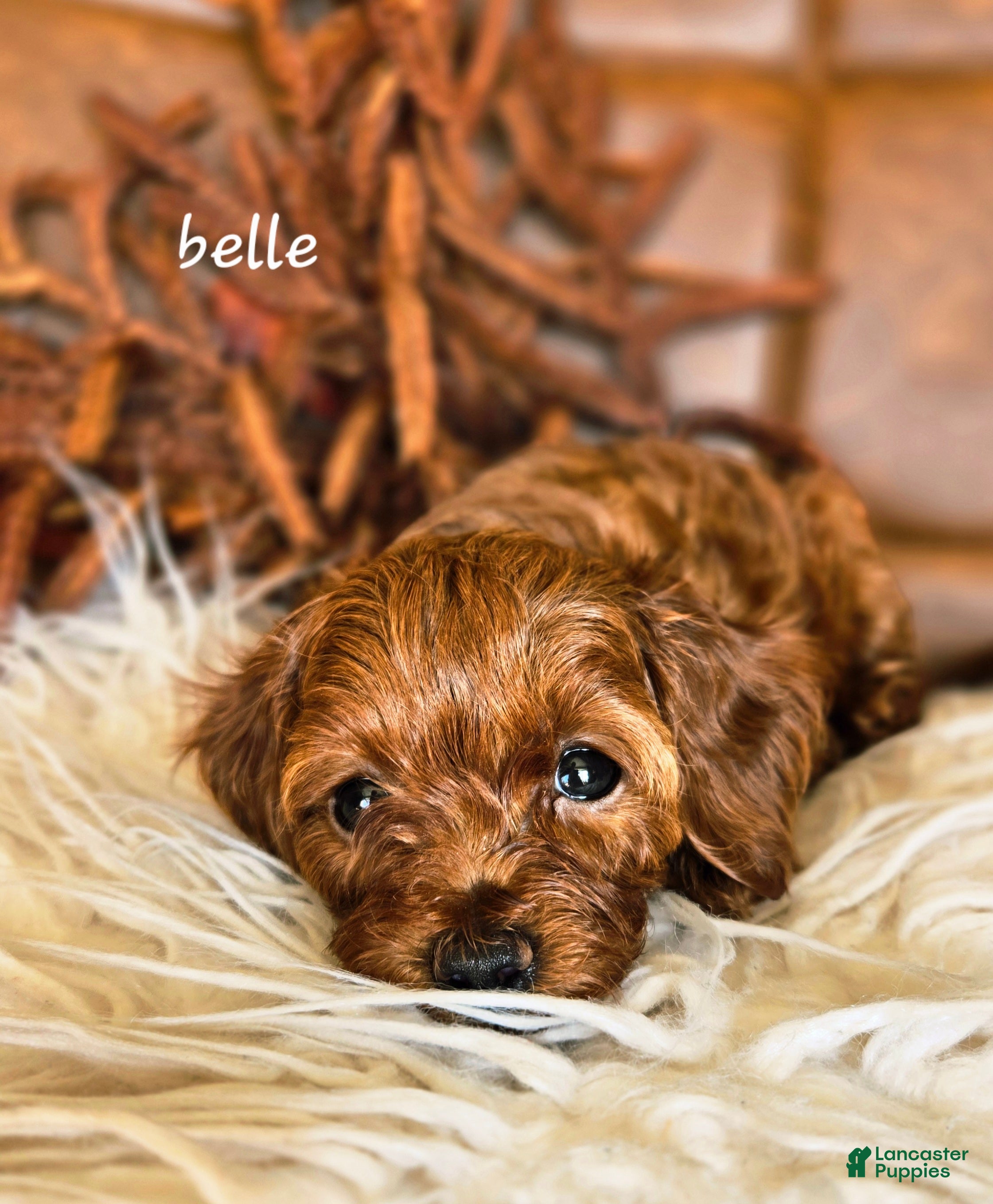Cavapoo dogs Belle - Ad 1