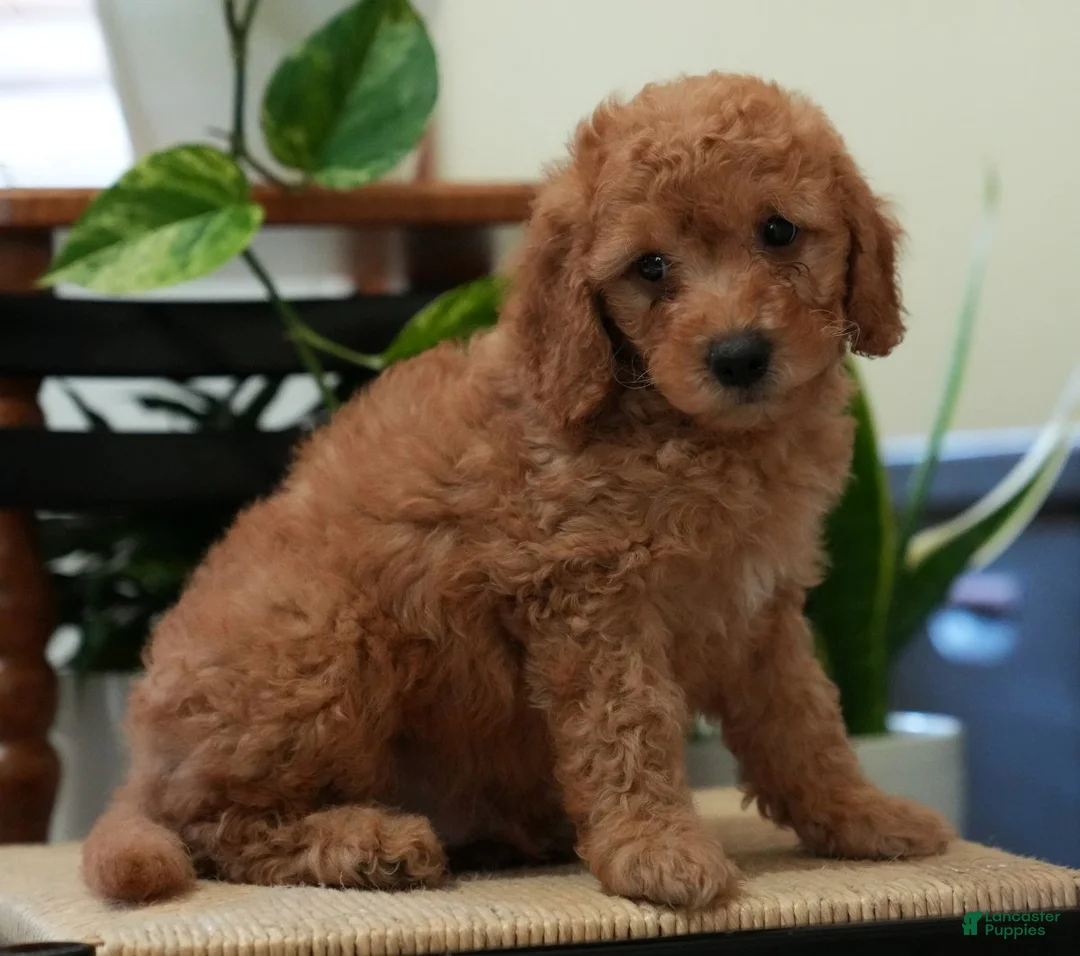 Mini Goldendoodle dogs for sale: Remington - Ad 2