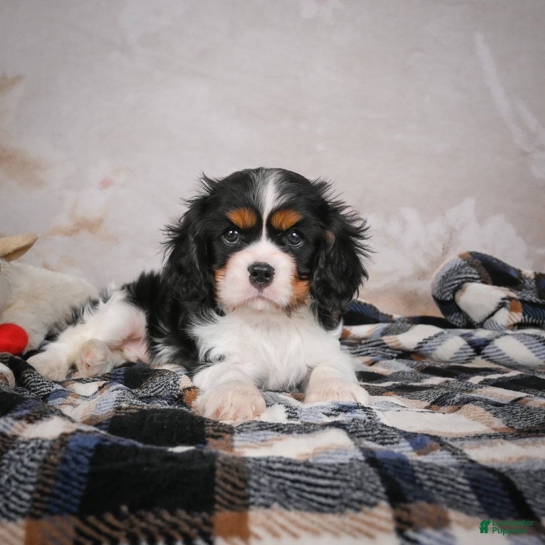 Cavalier King Charles Spaniel dogs for sale: Mia - Ad 4