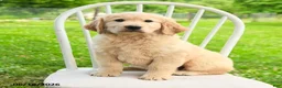 Mixed Breed dogs for sale: Augusta - Ad 1