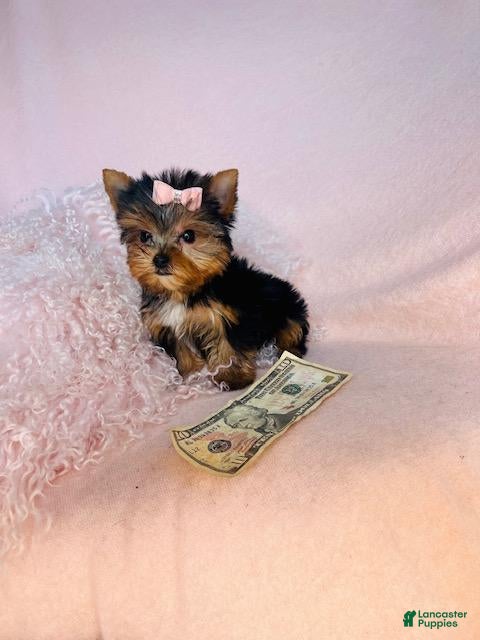 Yorkshire Terrier dogs Yorkshire Terrier Puppy 2 - Ad 25