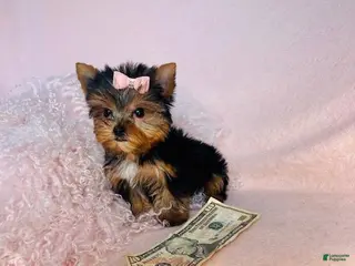 Yorkshire Terrier dogs Yorkshire Terrier Puppy 2 - Ad 25