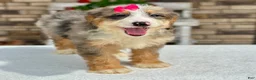 Mini Bernedoodle dogs for sale: Jojo - Ad 3
