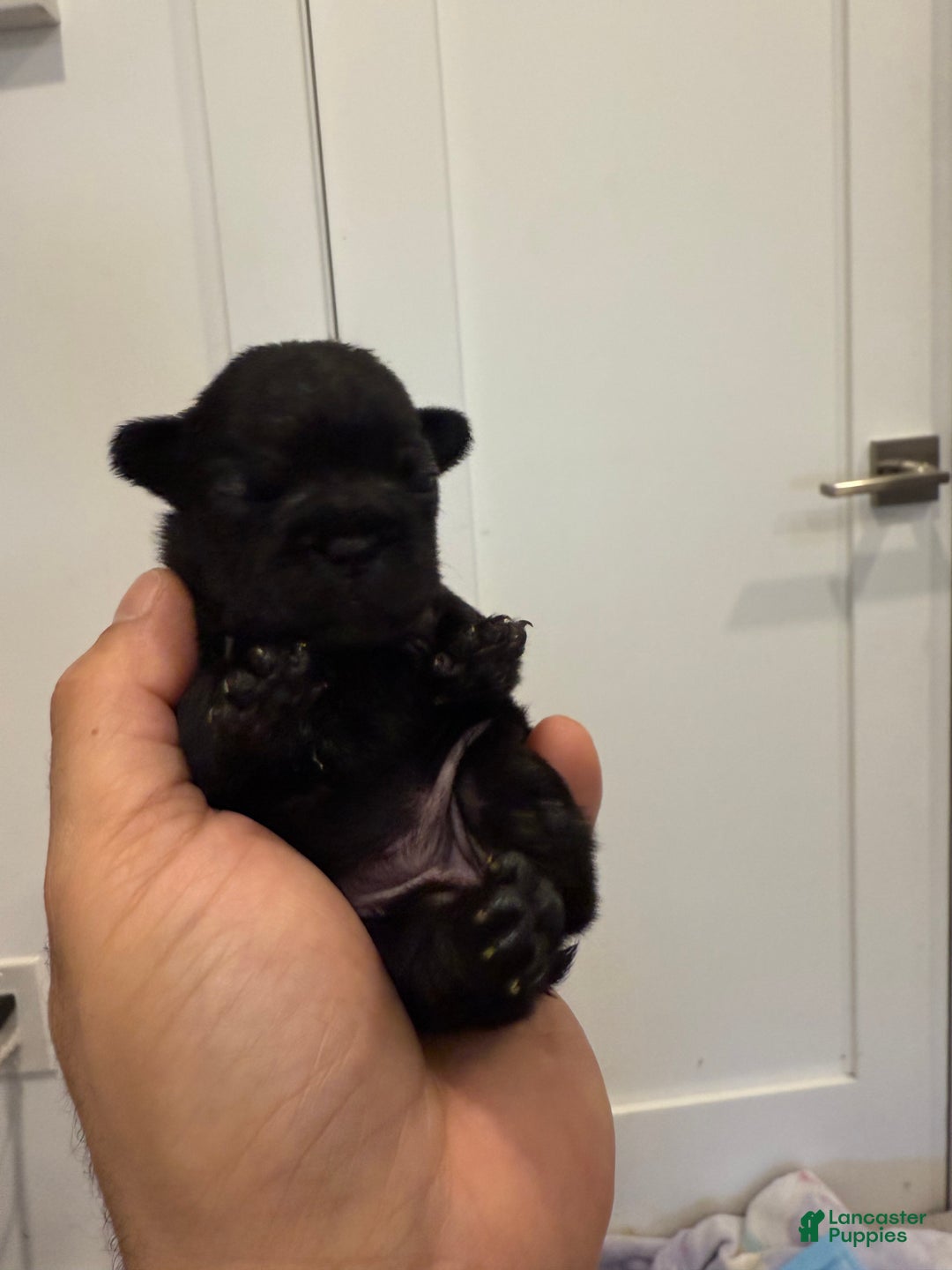 French Bulldog dogs for sale: Shadow  - Ad 4