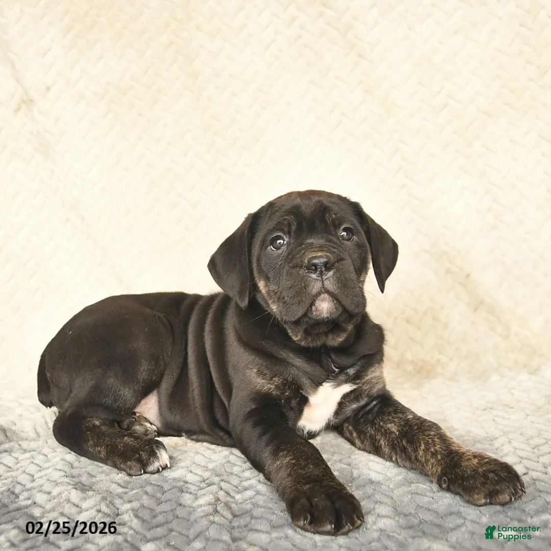 Cane Corso dogs for sale: Viola  - Ad 4