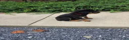 Rottweiler dogs for sale: Parker - Ad 3