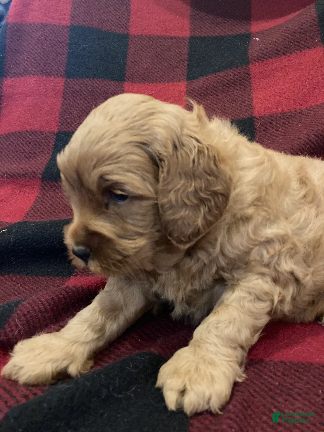 Labradoodle dogs for sale: Maverick - Ad 18