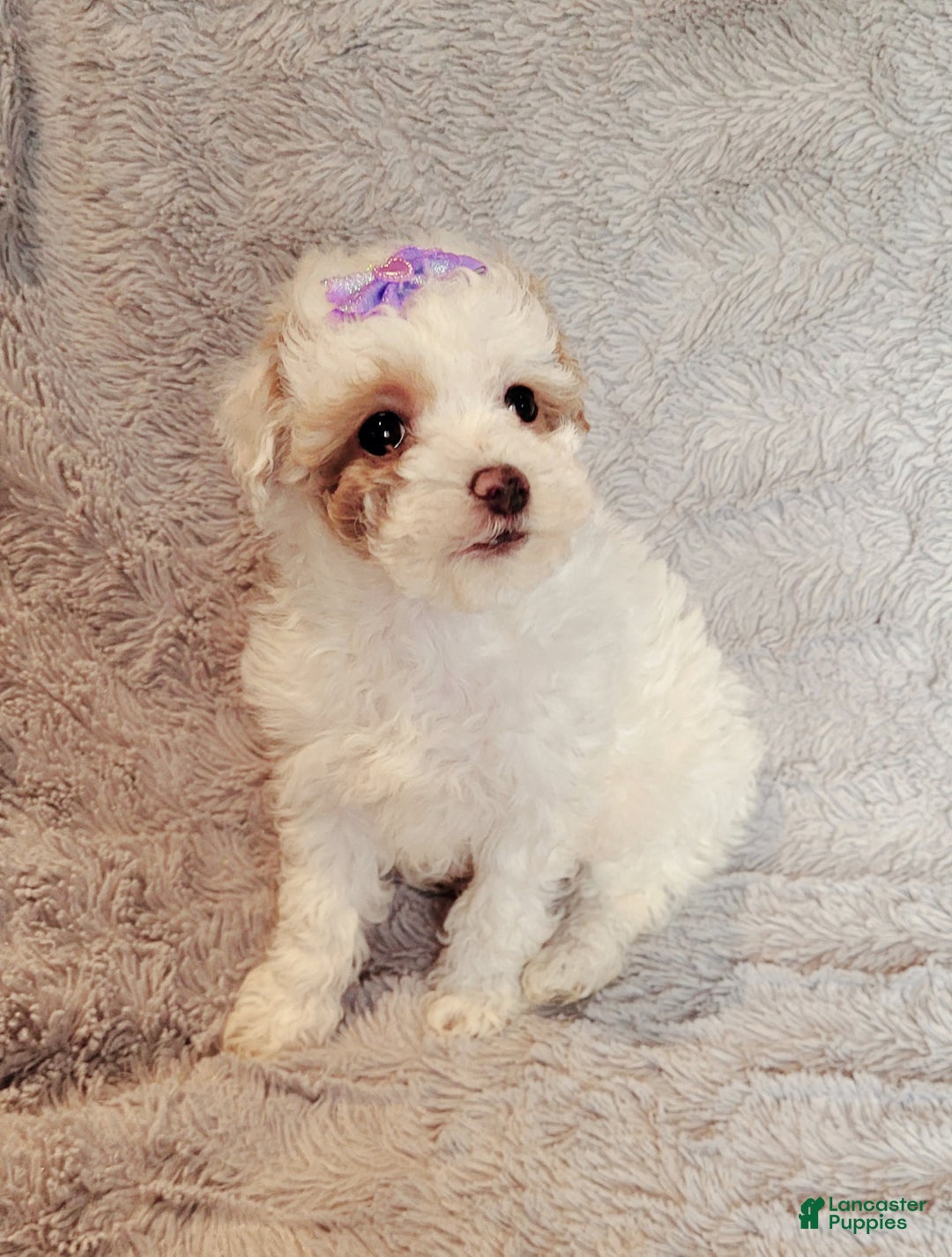 Miniature Poodle dogs for sale: Echo  - Ad 4