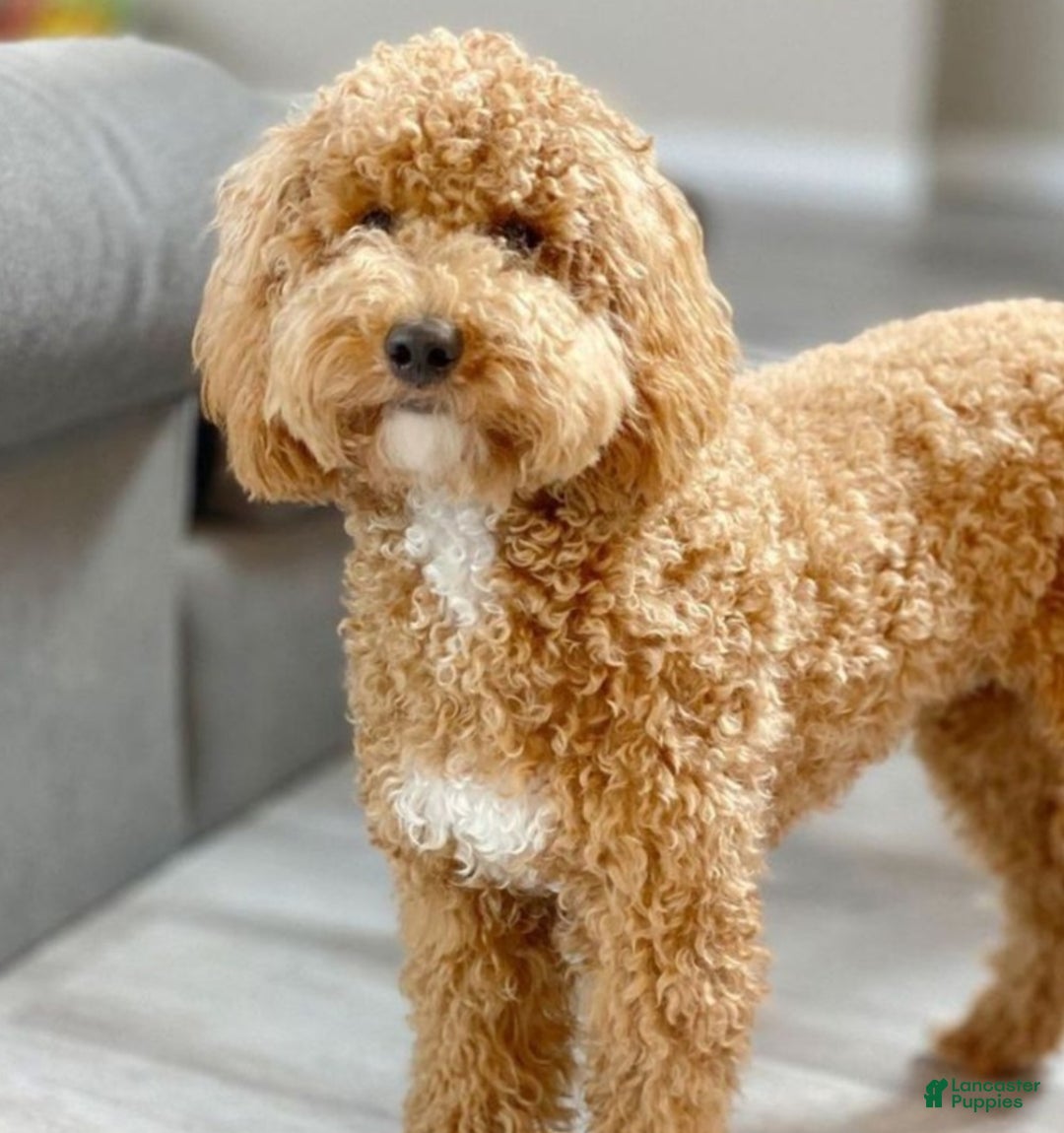 Mini Goldendoodle dogs for sale: Duke - Ad 6