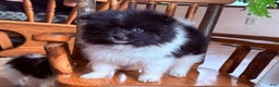 Pomeranian dogs for sale: Kermit - Ad 4