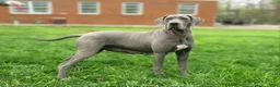 Great Dane dogs for sale: Chloe - Ad 11