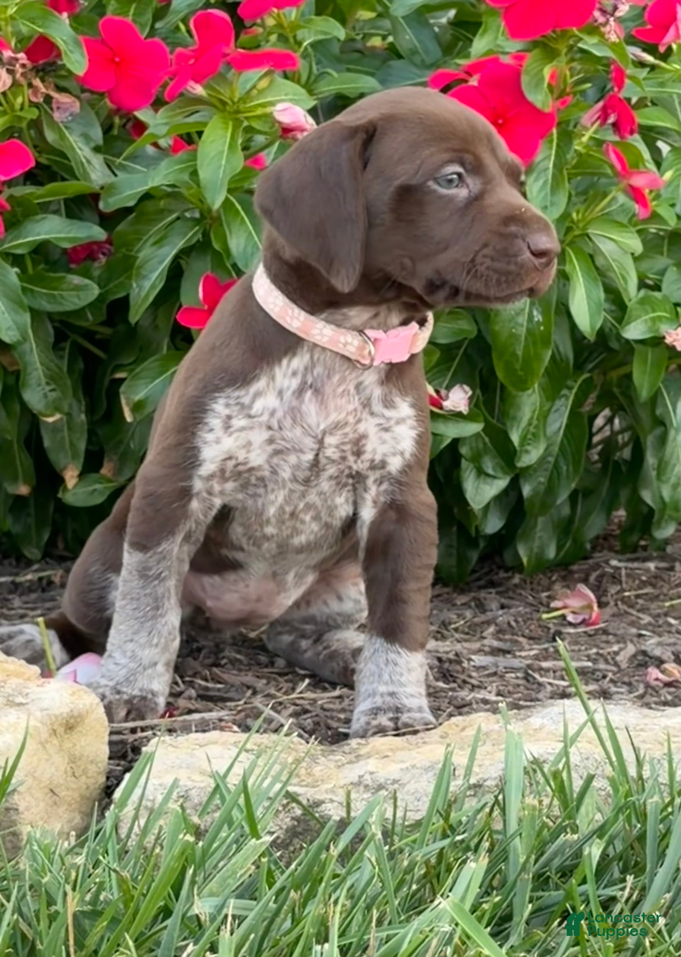 German Shorthaired Pointer dogs German Shorthaired Pointer 7 - Ad 9