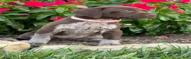German Shorthaired Pointer 7