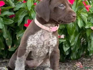 German Shorthaired Pointer dogs German Shorthaired Pointer 7 - Ad 31