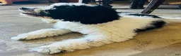 Cavapoo dogs for sale: Buzz - Ad 3