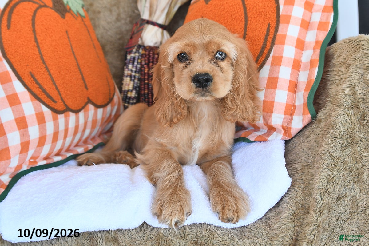 English Cocker Spaniel dogs for sale: Randy Lavern - Ad 1