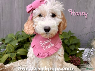 Sheepadoodle dogs - Ad 14