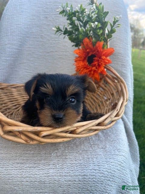 Yorkshire Terrier dogs Rocky - Ad 1
