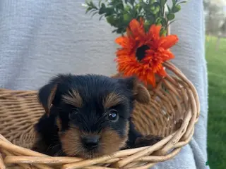 Yorkshire Terrier dogs for sale: Rocky - Ad 4