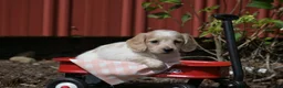 Miniature Dachshund dogs for sale: Vallory - Ad 10