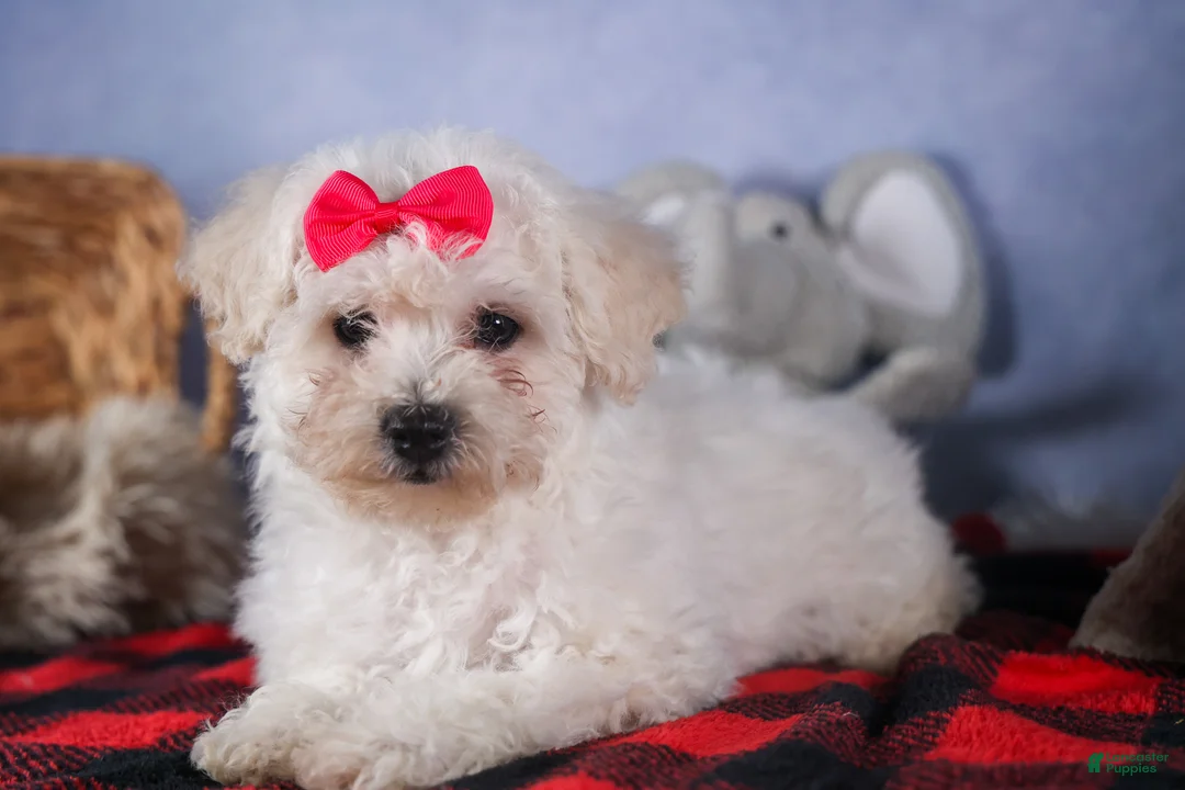 Bichon Frise dogs for sale: Dorria - Ad 3