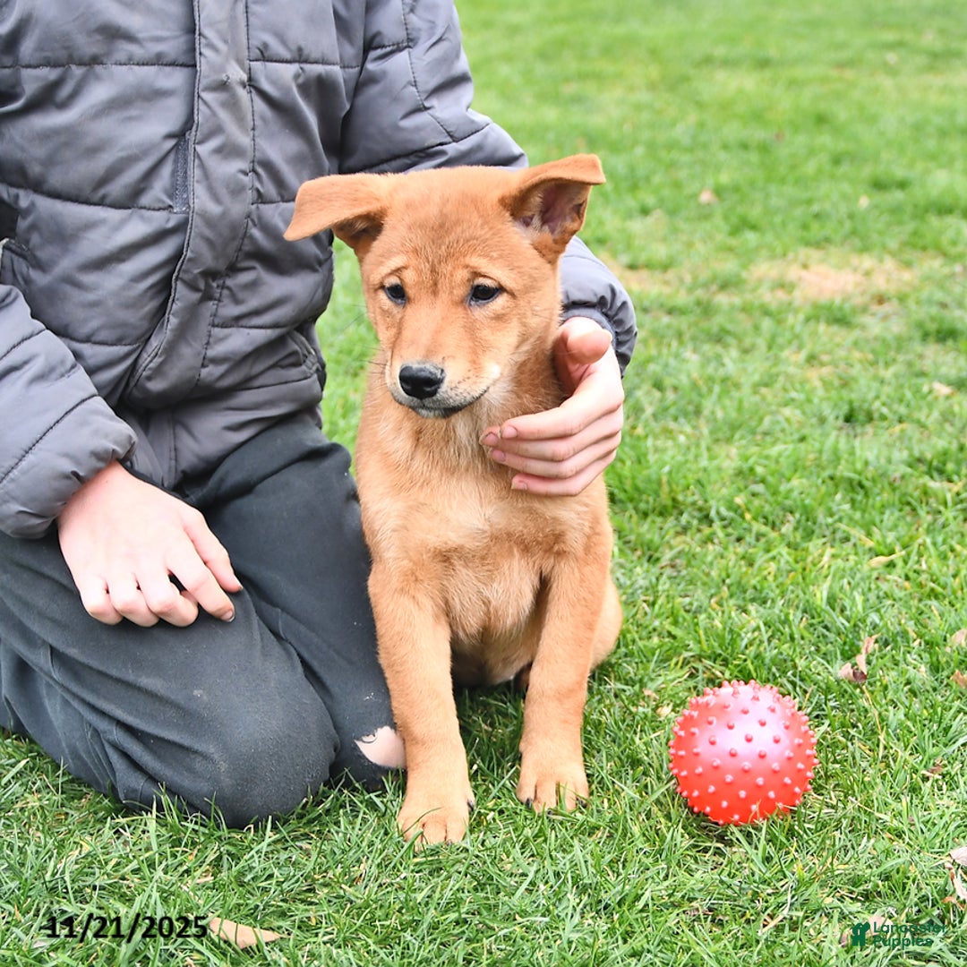 Mixed Breed dogs for sale: Tootsie - Ad 8