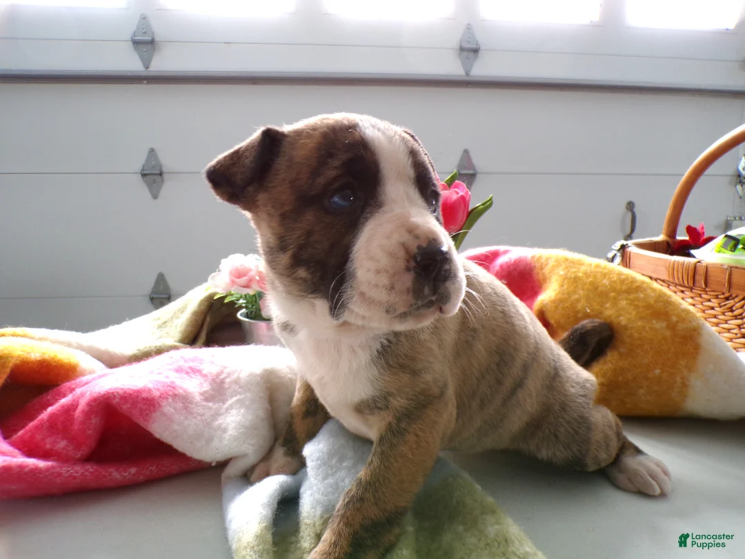 Boxer dogs for sale: Boxer Puppy 5 Buffy - Ad 3
