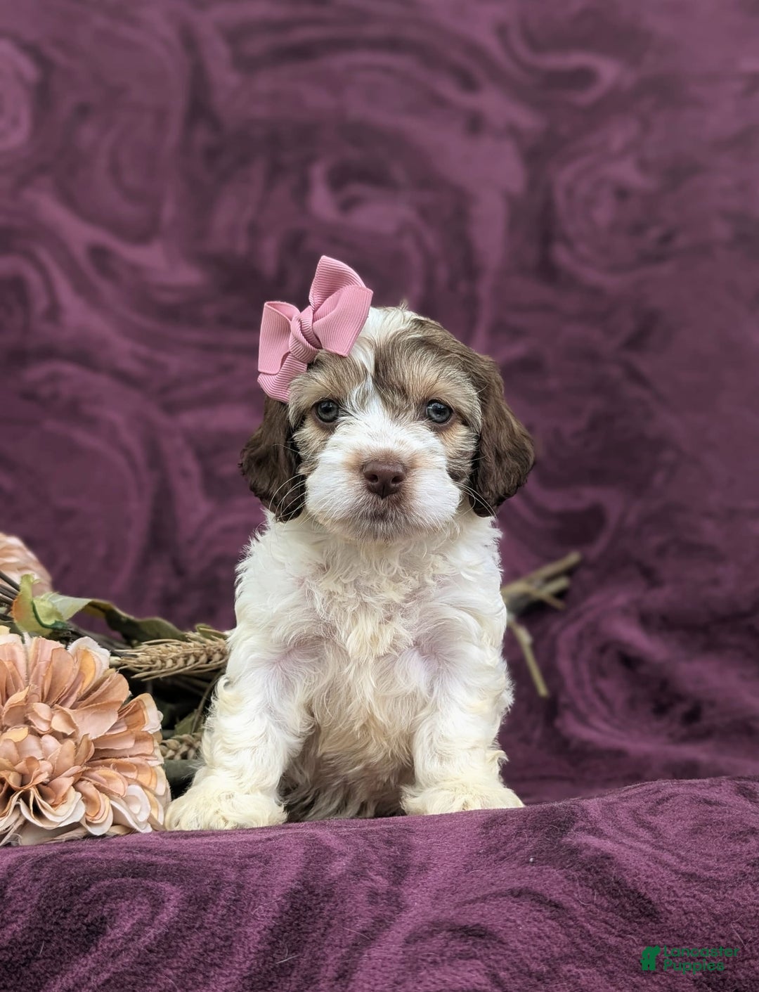 Cockapoo dogs for sale: Krystal - Ad 8
