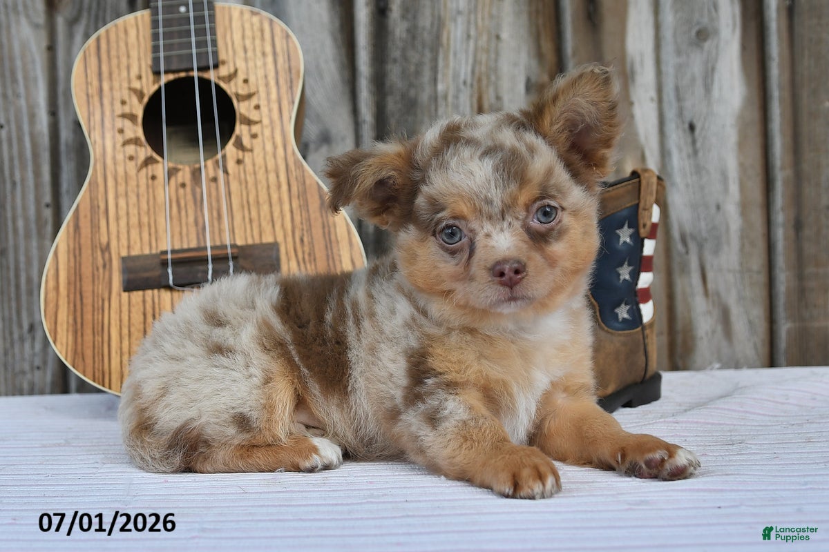 Chihuahua dogs Taco - Ad 1