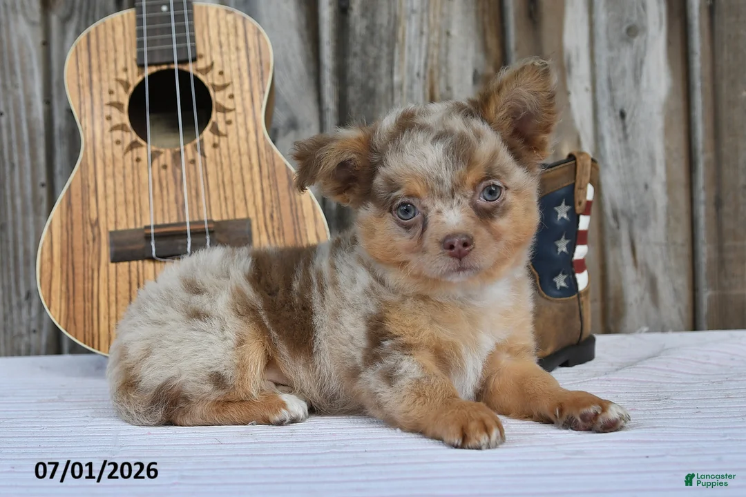 Chihuahua dogs for sale: Taco - Ad 1