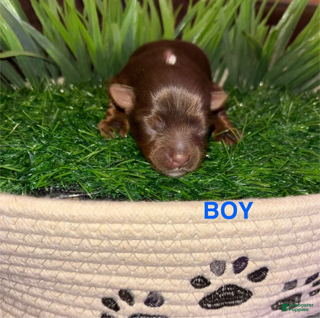 Yorkshire Terrier dogs for sale: Yorkshire Terrier 1 - Ad 1