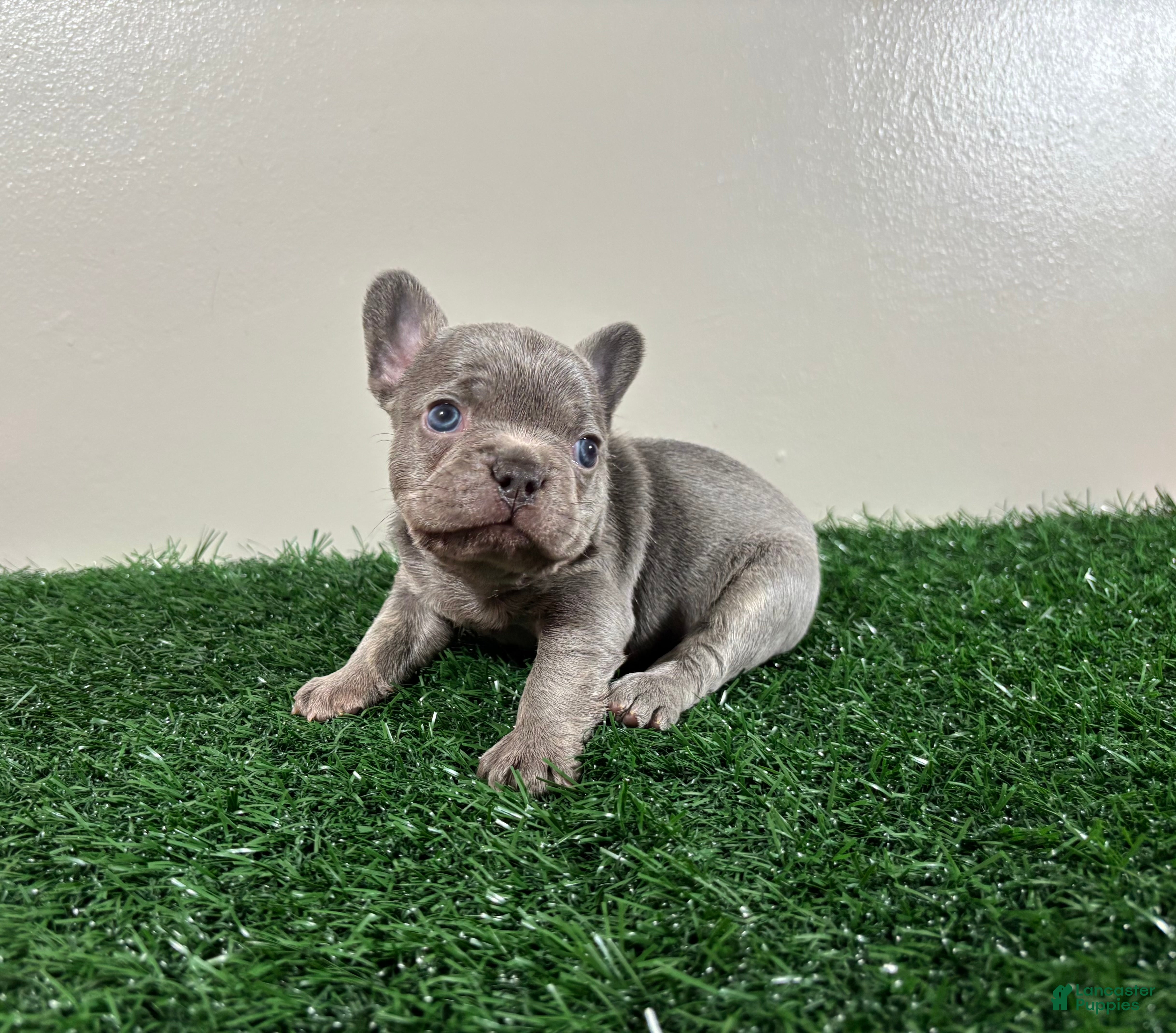 French Bulldog dogs Frank - Ad 1